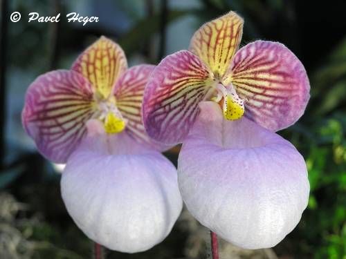 Paphiopedilum micranthum 